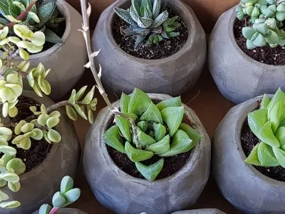 סוקולנט בעציץ בטון מיקס